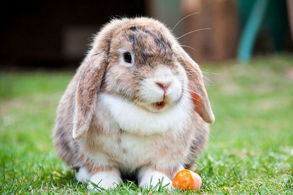 Rabbit courtesy of https://vetsonparker.com.au/kids-corner/fun-rabbit-facts/